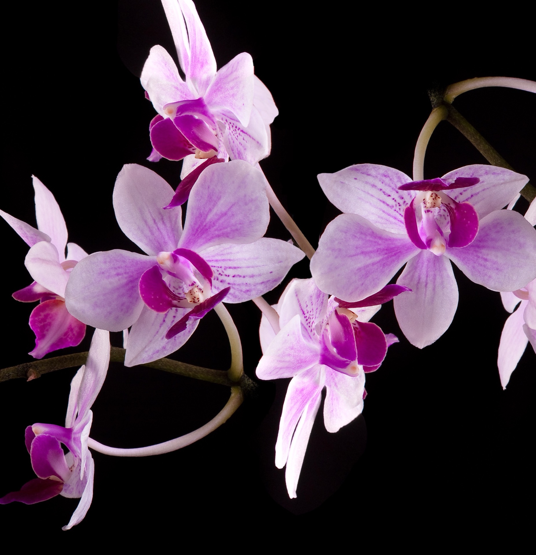 A,Pink,Orchid,Against,A,Black,Background